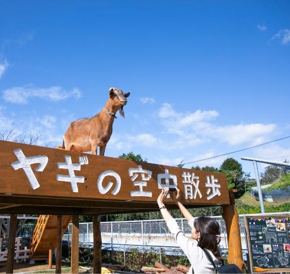 ヤギの空中散歩