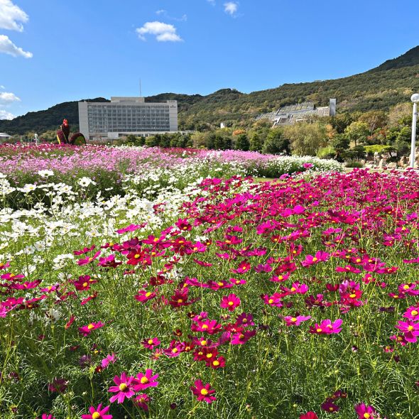 autumn day trip - akashi kaikyo park