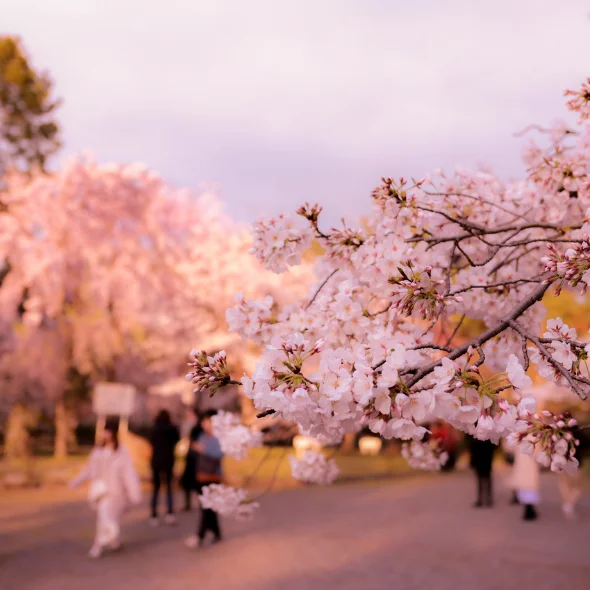 spring in japan