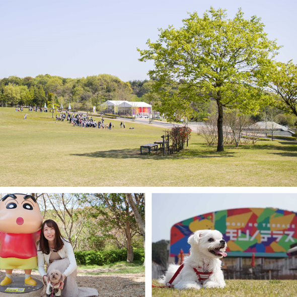 dog awaji island