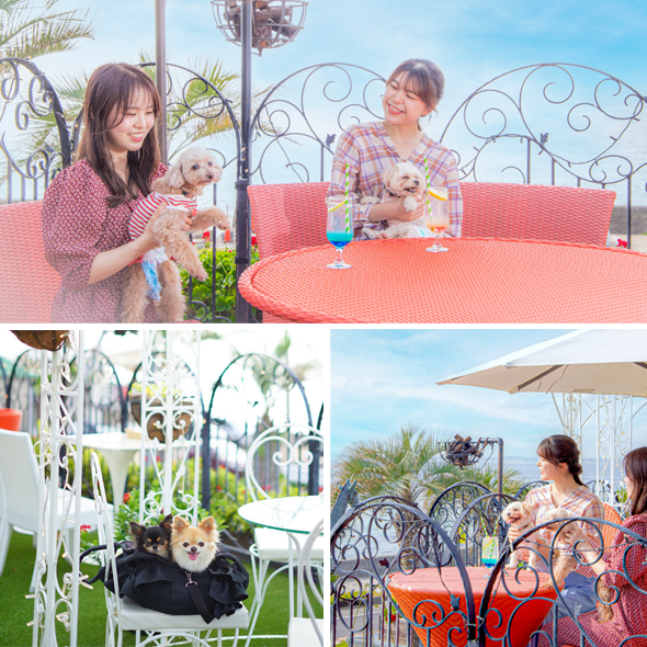 fun with your dog on Awaji island
