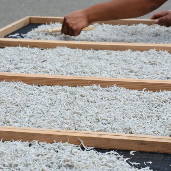 whitebait fish spread across wooden frames