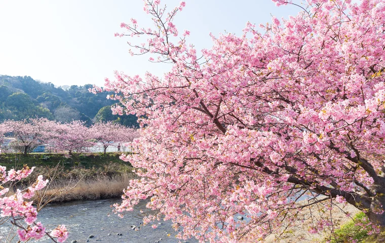 spring in japan
