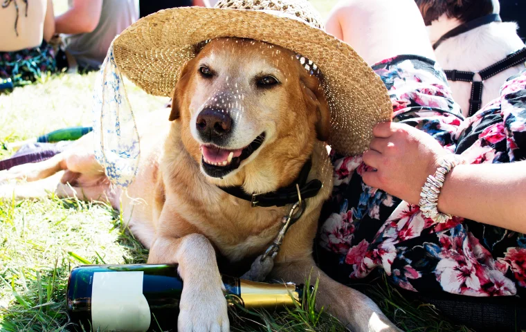 dog fair on awaji island