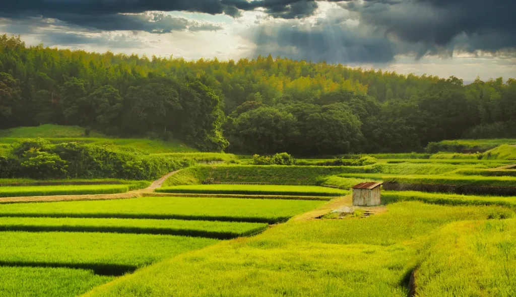 A lush, vibrant green landscape featuring terraced rice fields under a dramatic, cloudy sky on Awaji Island, Japan.